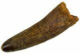 Fossil Spinosaurus Tooth - Real Dinosaur Tooth #346912-1